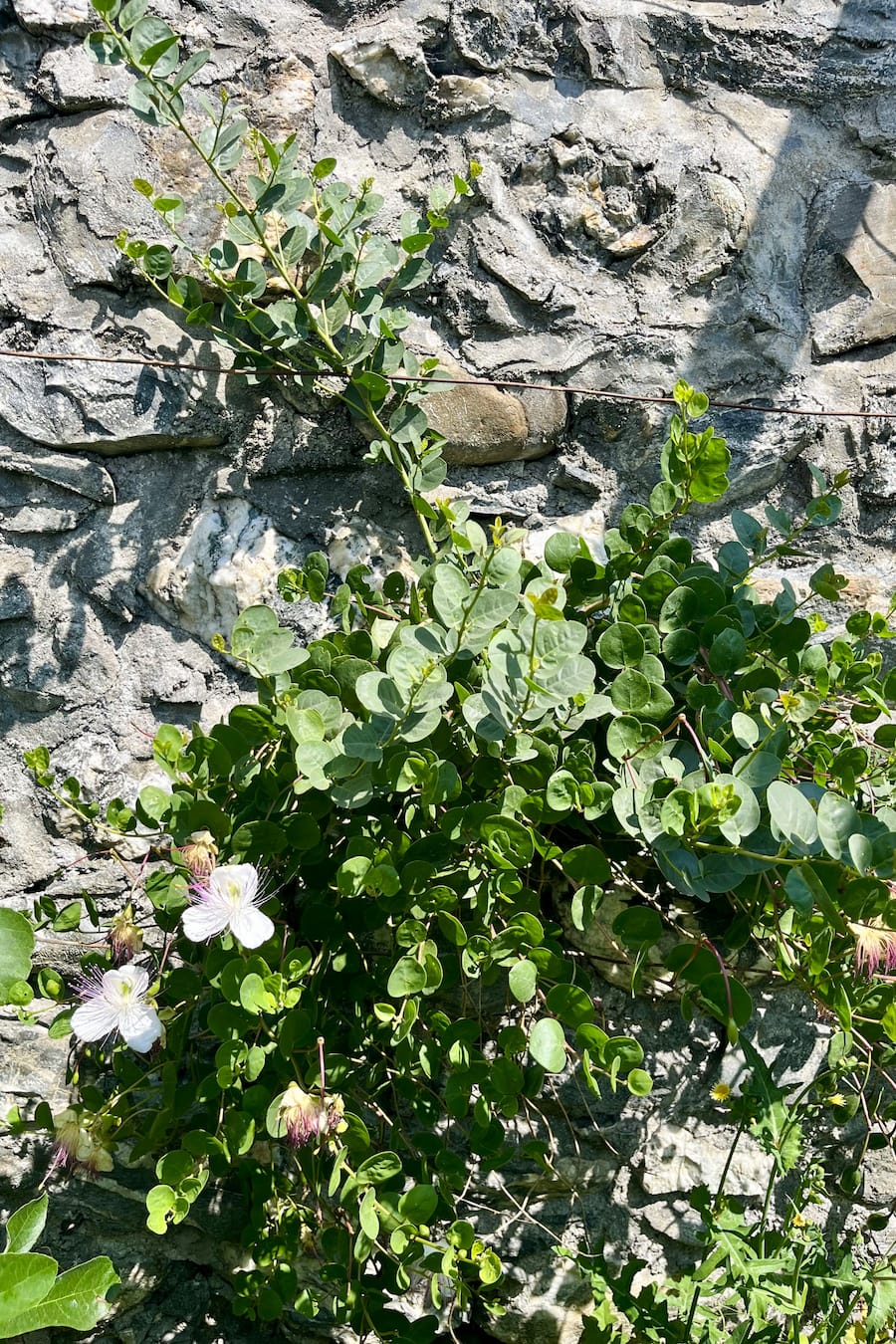 Kapern