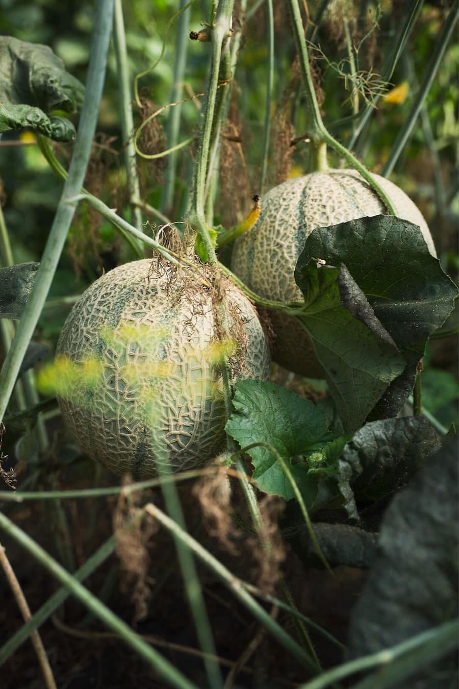 Melonen Schauenstein