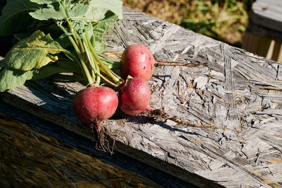Sind hier besonders knackig und scharf: Der Erdbeeren des «Hauser Garden».