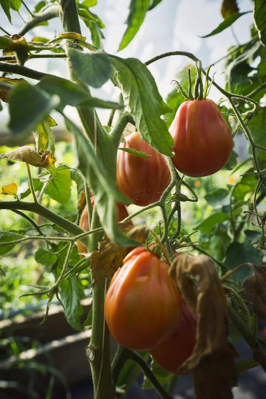 Tomaten Garten Schauenstein