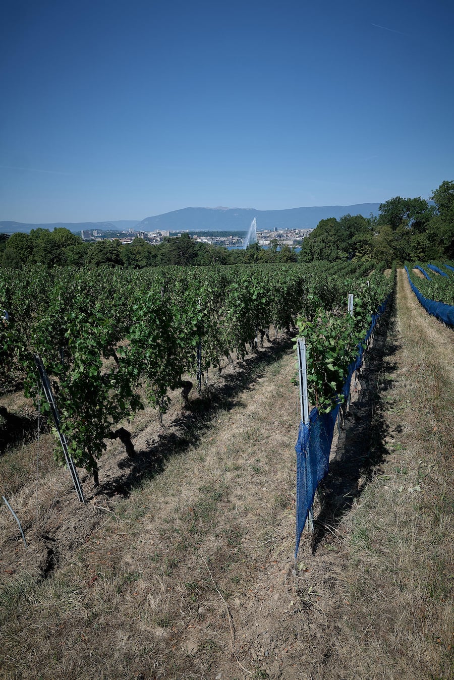 Cologny, le 24 juillet 2026, Sarah Meylan du domaine de la vigne blanche © sedrik nemeth