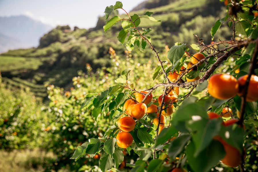 Schmecken jetzt gerade besonders fruchtig: Aprikosen aus dem Wallis.
