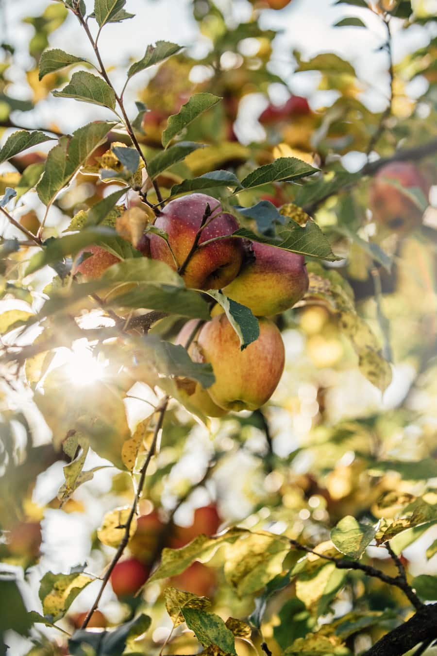 Apfel