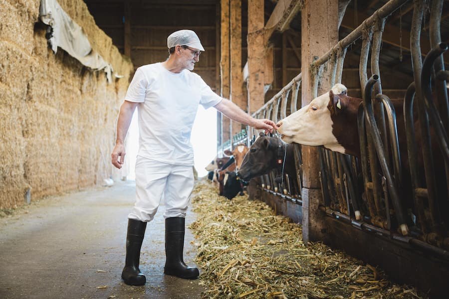 Ewald Schafer mit einer der vielen Kühe, die für seinen Käse täglich Milch liefern.