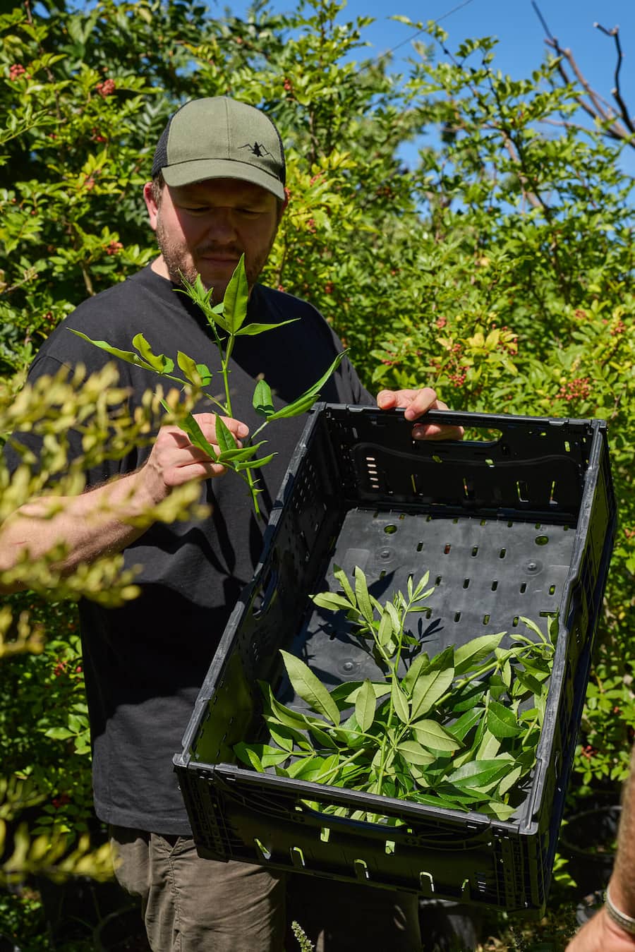 Ernte der Pfefferblätter, Jordi's Garten am Laubenweg in 4450 Sissach