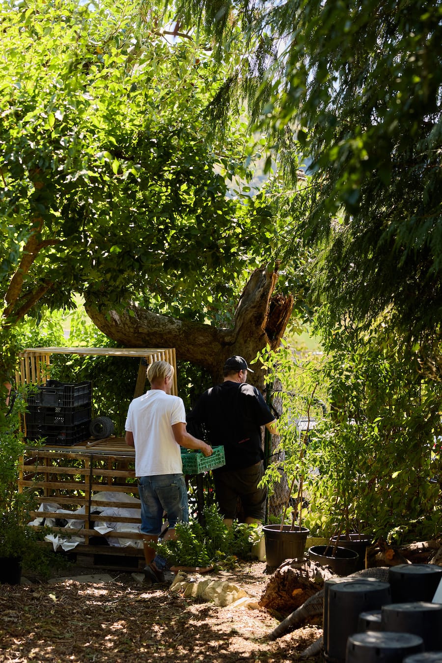 Pascal Steffen mit Ernte der Pfefferblätter, Jordi's Garten am Laubenweg in 4450 Sissach
