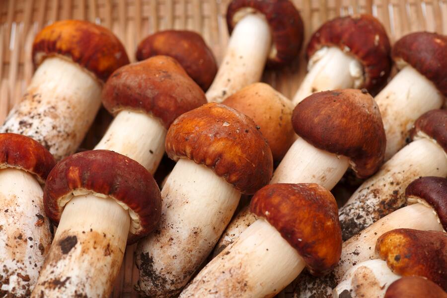 Tricholoma matsutake on white background
