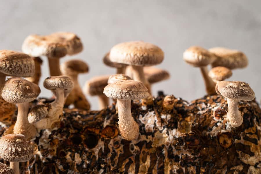 Mushroom cultivation kit, Shiitake Mushroom Kit
