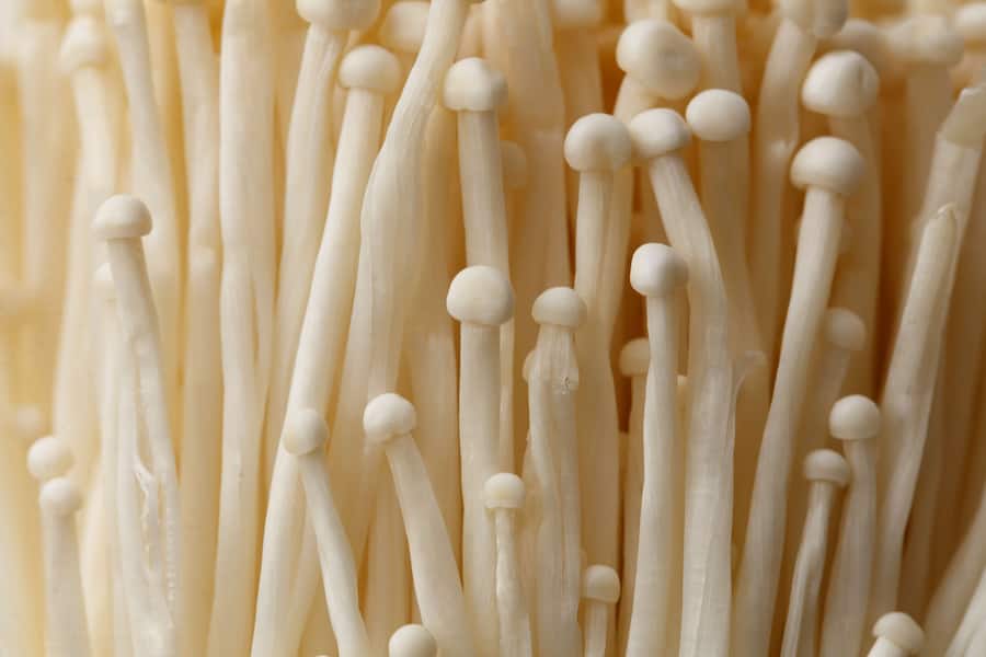 A close up of a bunch of white mushrooms. The mushrooms are all different sizes and are clustered together. The image has a peaceful and calming mood, as the mushrooms are arranged in a neat