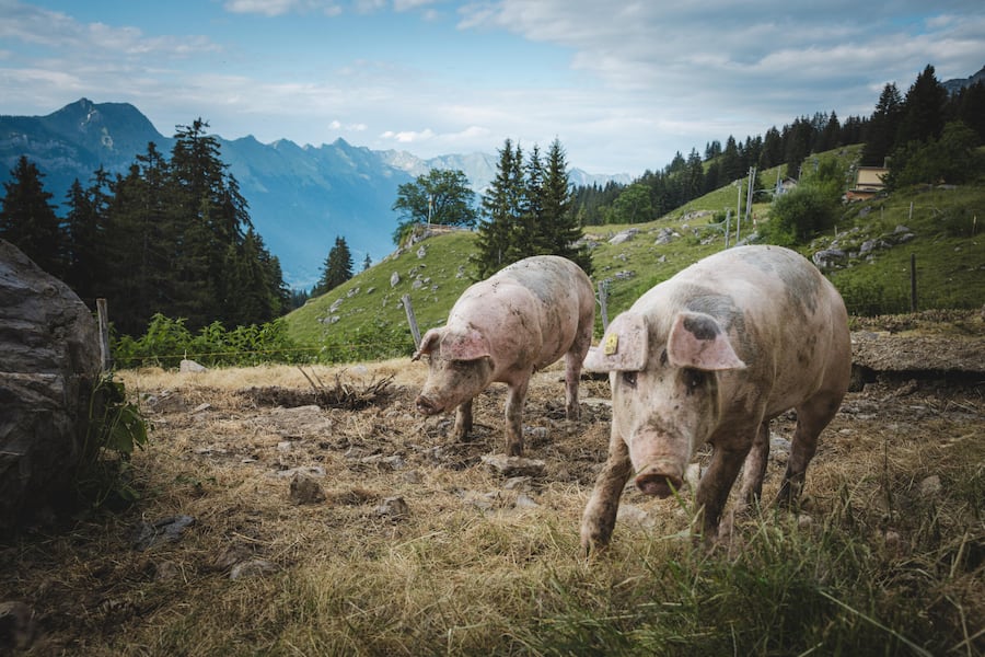 Alpschweine Alp Breitlauenen, Schynige Platte, BE