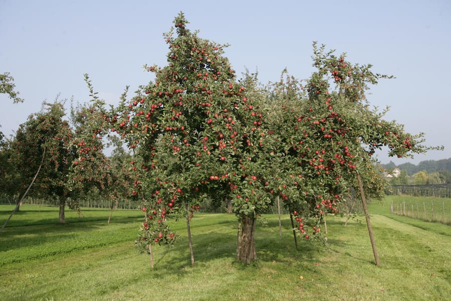 Apfelbaum