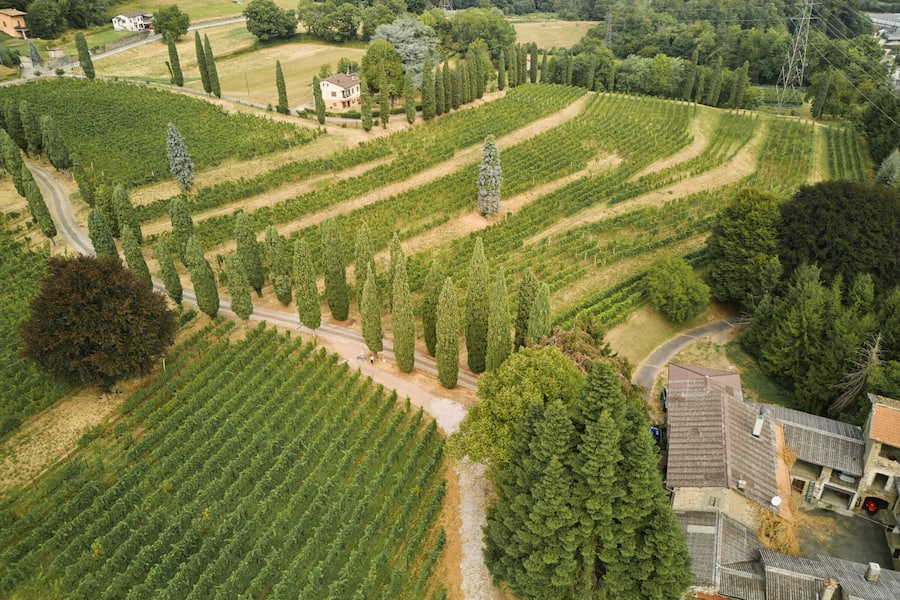 Die Weinberge am südlichsten Zipfel der Schweiz – ein wenig wie Italien.
