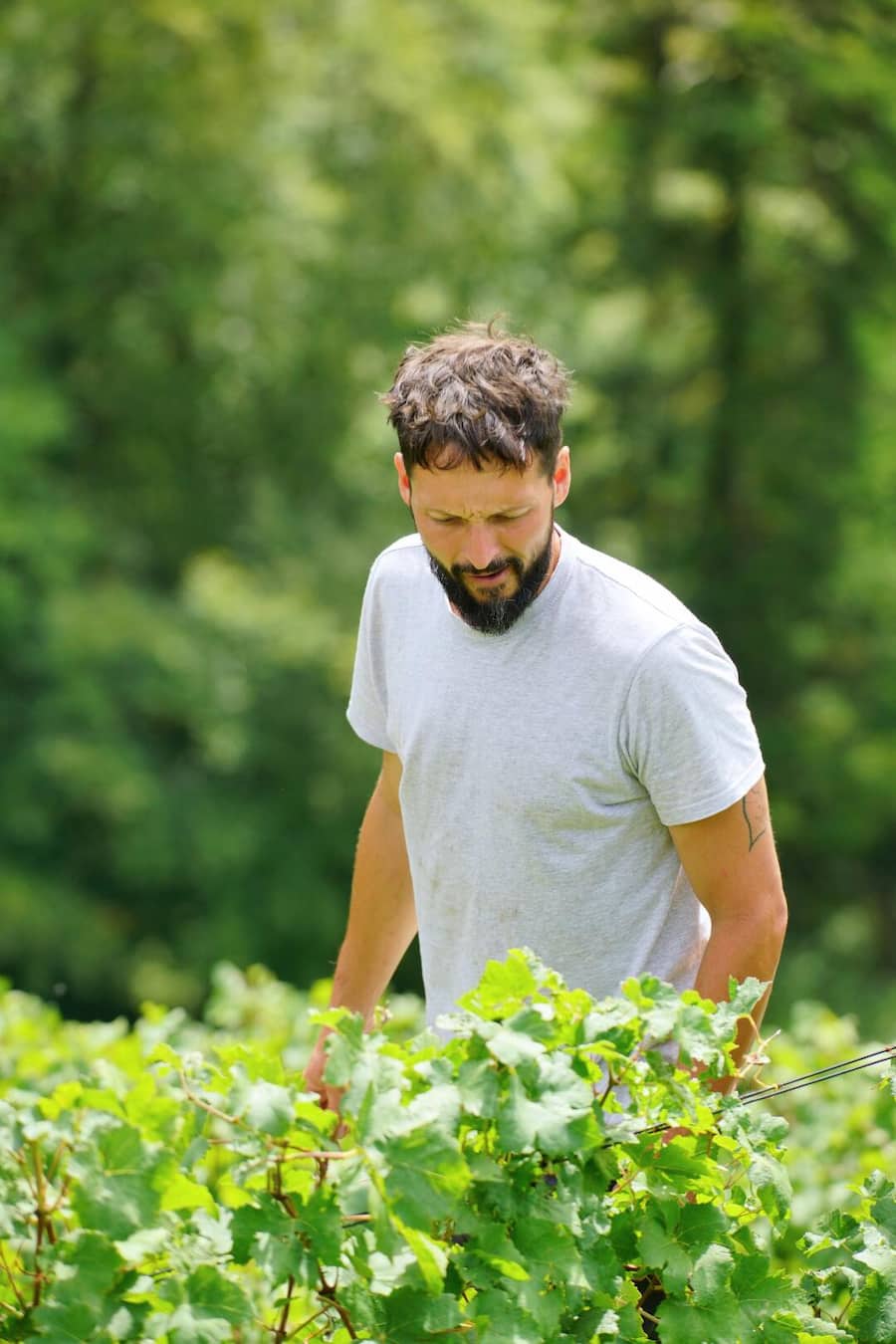 Domaine des Afforêts