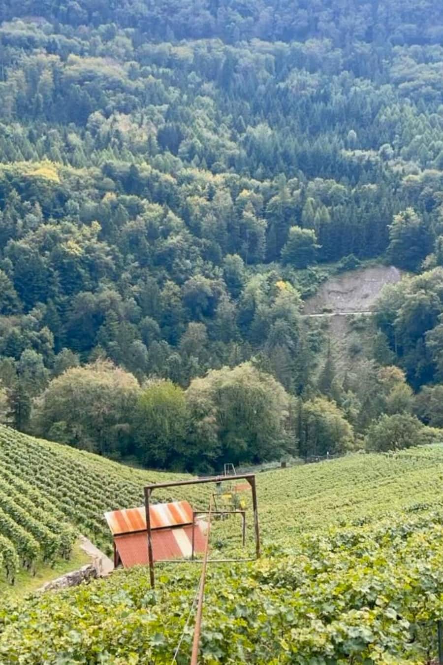Domaine des Afforêts