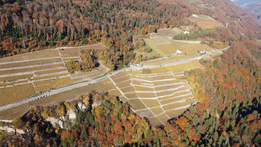 Domaine des Afforêts
