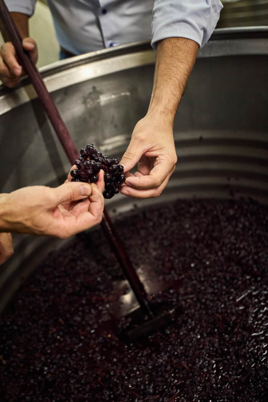 Tolle Ernte 2026: Die Beeren sind dieses Jahr besonders geschmackvoll.