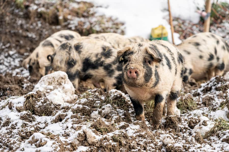 Turopolje Schweine von Landwirt Kay Nessensohn, Lengwil