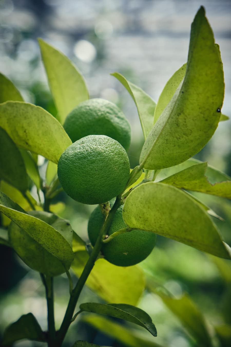 Divers agrumes produit dans les serres de Niels Rodin