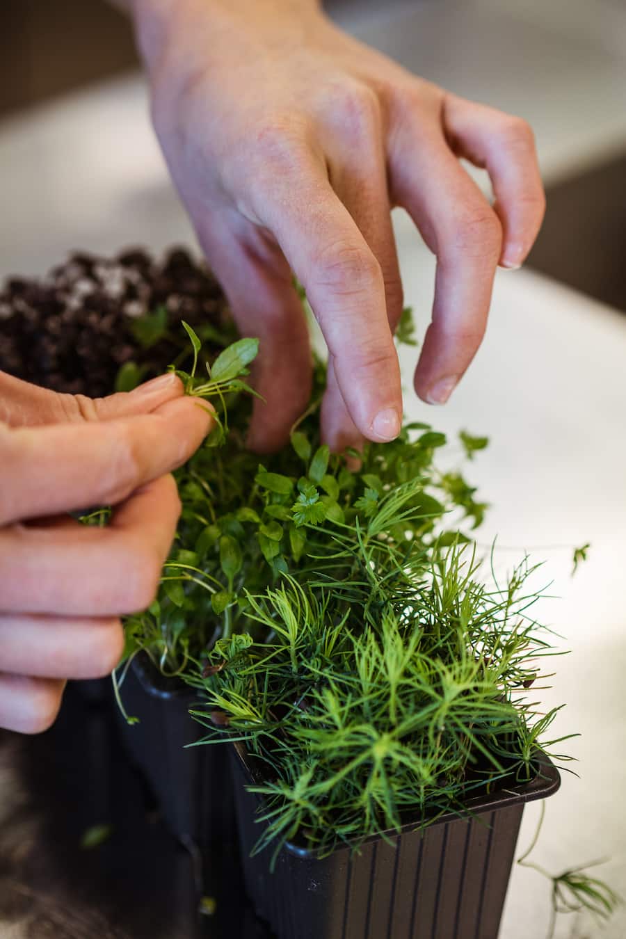 Noémie Bernard, Küchenchefin - Giorgio, Koch und Vater von Noémi - Anita Bernard, Gastgeberin - Restaurant Sternen - Dorfstrasse 1 in Walchwil - Montag, 18.2.2019 - Copyright Olivia Pulver