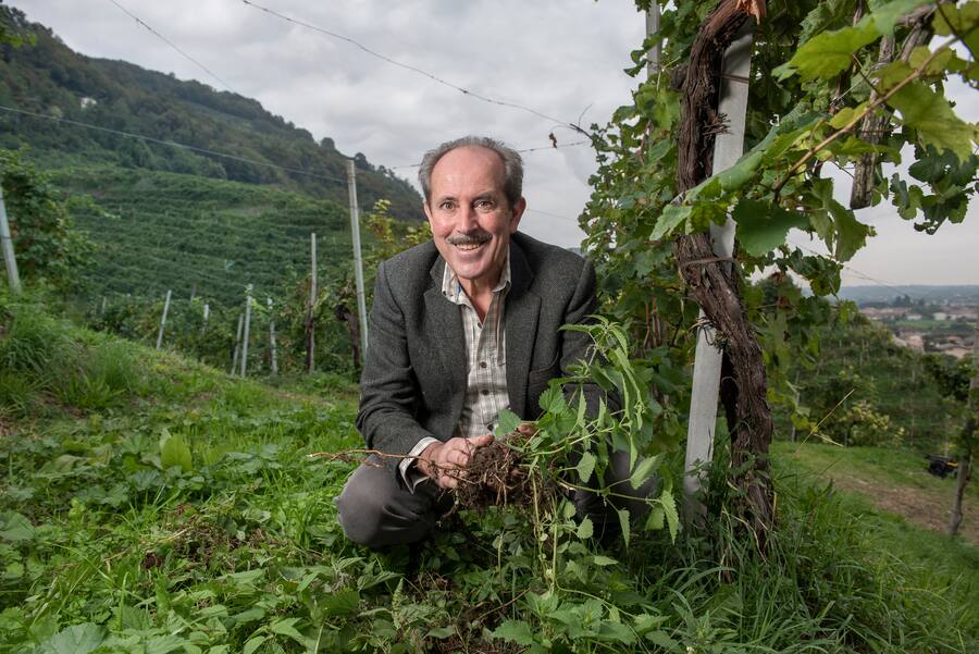 Ivo Nardi, Präsident im Weinberg RIVA MORETTA,