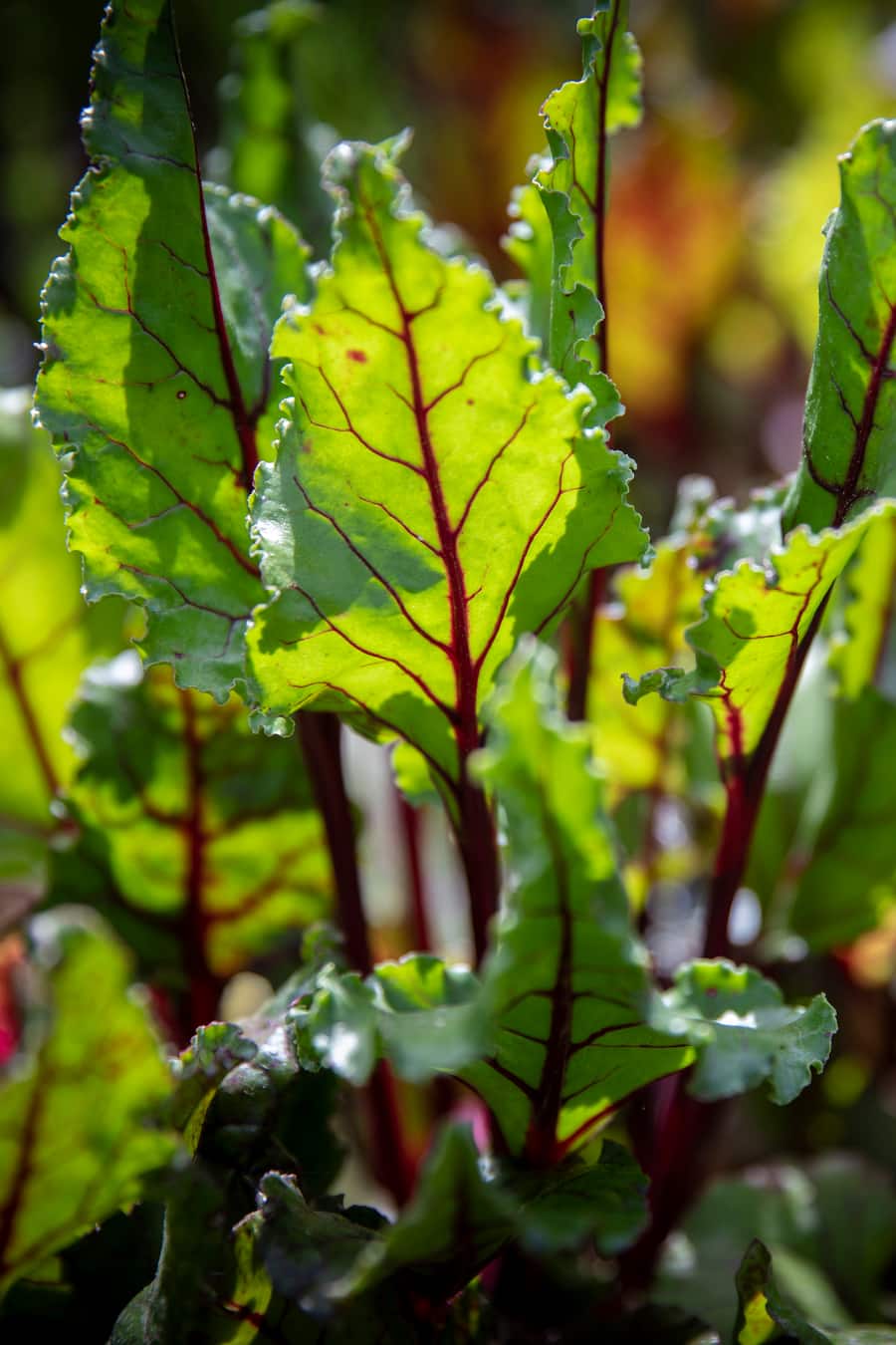 Auf und davon: Daniel von Siebenthal, Gemüsebauer