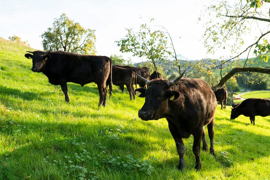 Restaurant Frohsinn Wagyu Beef, Rinderherde auf der Weide in Dierikon im Götzental, bei Peter Hunkeler