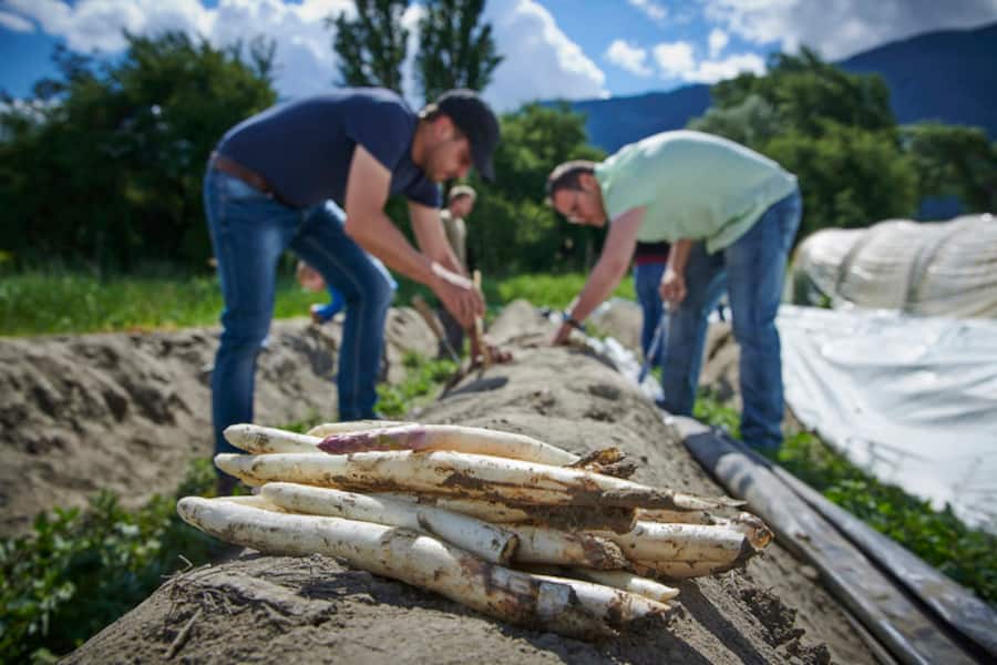 Saillon, Max Spycher , producteur d'asperges © sedrik nemeth