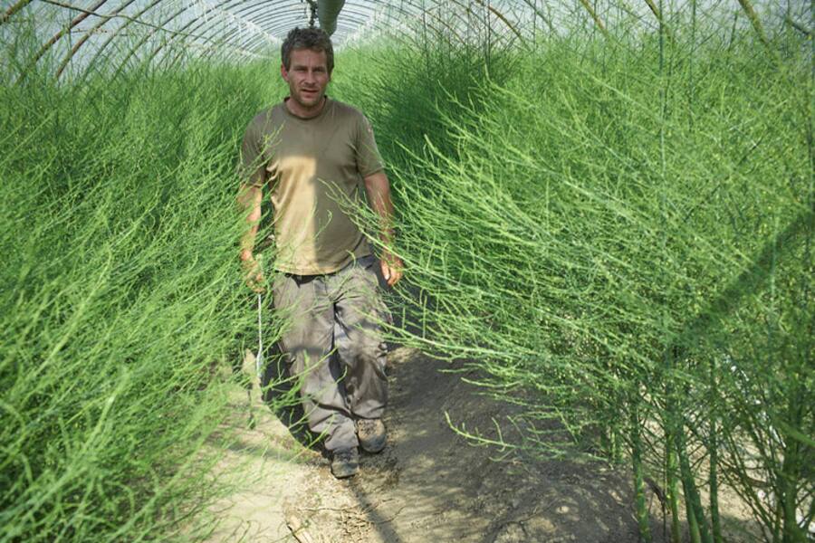 Saillon, Max Spycher , producteur d'asperges © sedrik nemeth