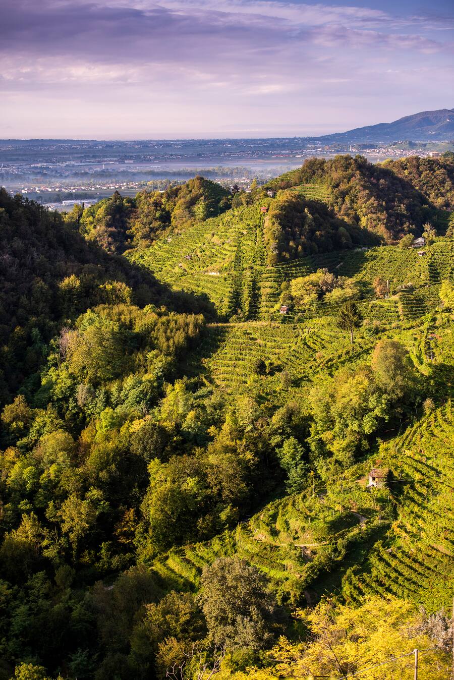 Santuario di Collagù, typische Landschaft der DOCG Zone