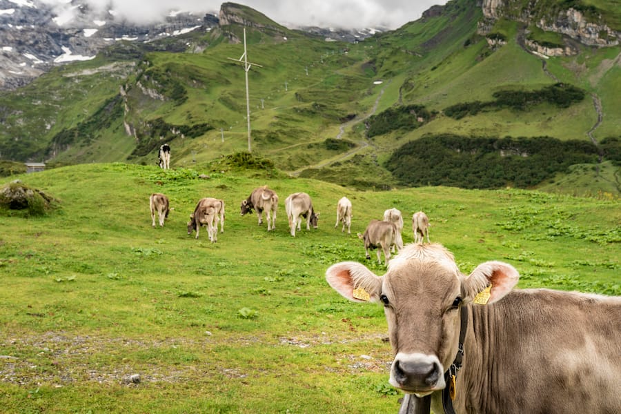 Sbrinzproduzent Saelmi Toengi, in seiner Alpkäserei Geschnialp, oberhalb von Engelberg, Kühe auf Alp Trübsee