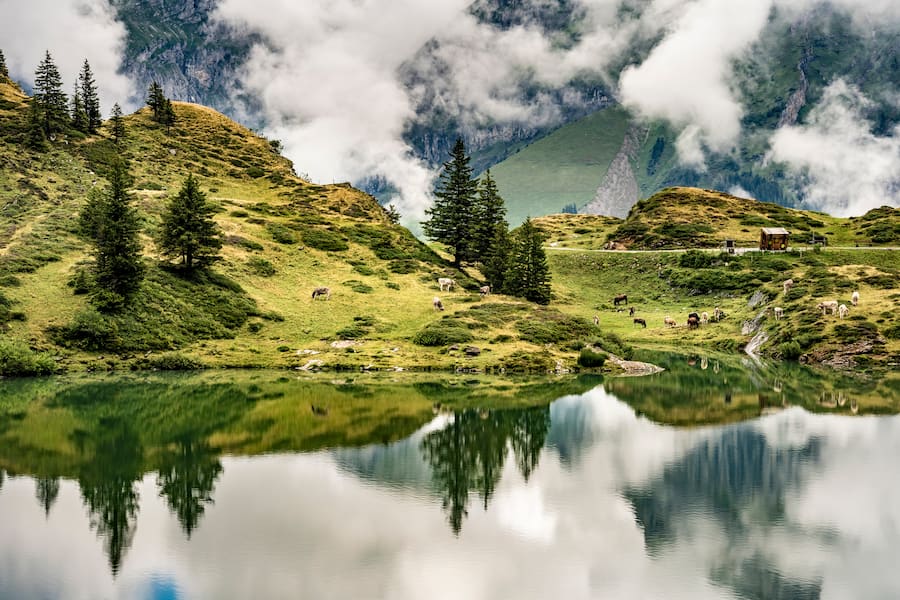 Sbrinzproduzent Thomas Scheuber, Käserei Untertrübsee, Engelberg, Kühe auf der Alp Trübsee
