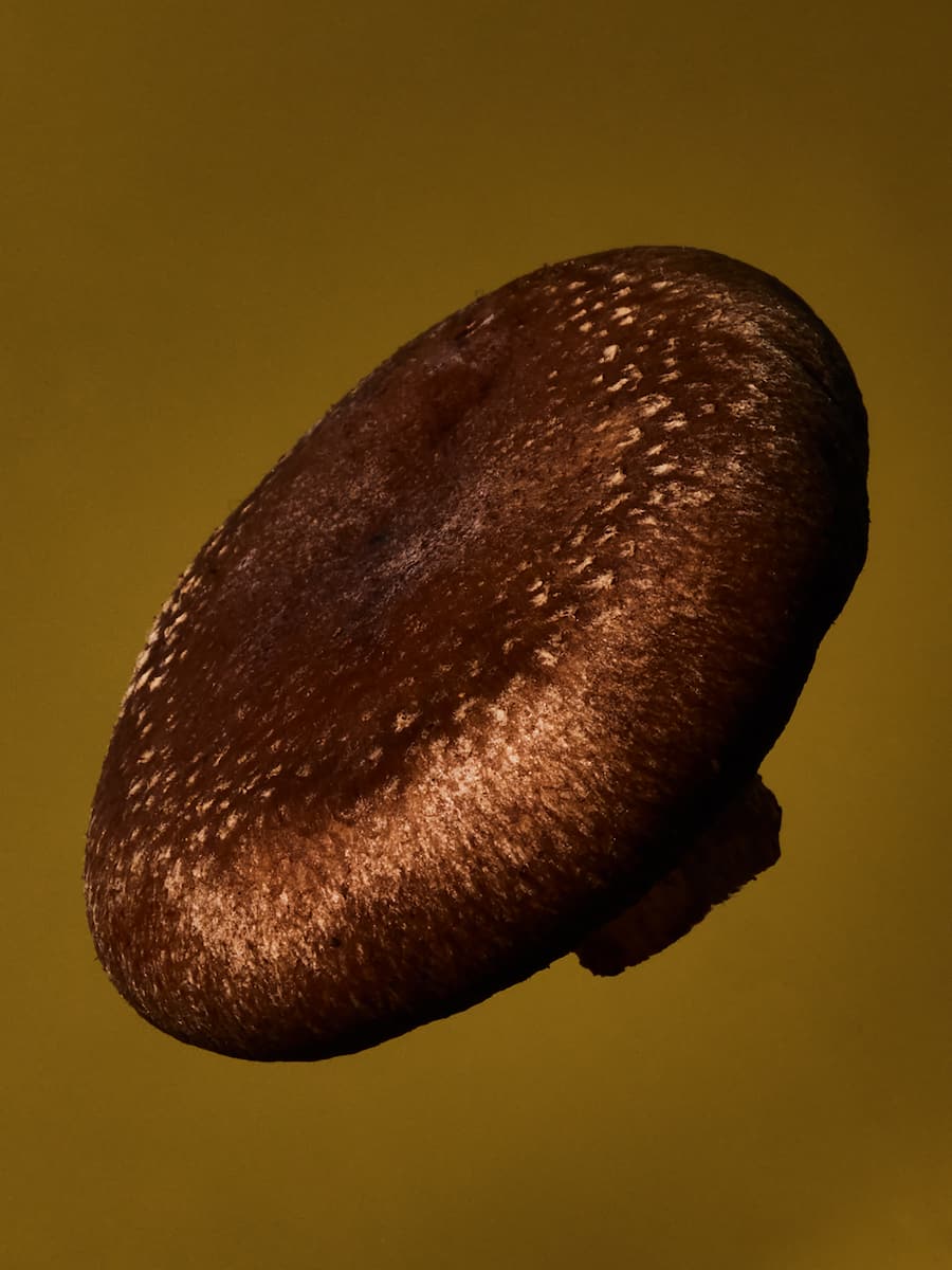 Shitake Jelmoli Zürich