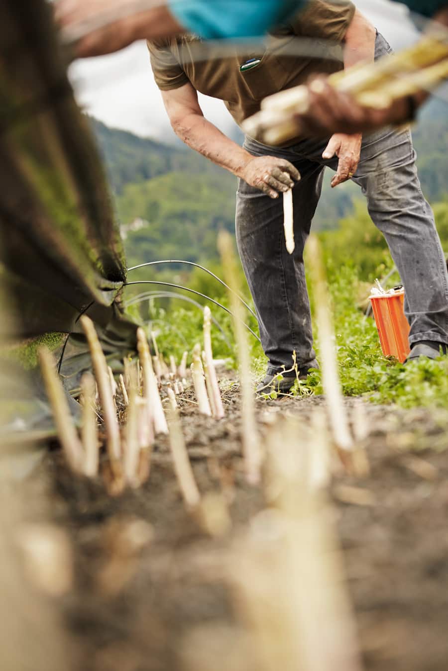 Spargeln, von Tscharner, Reichenau