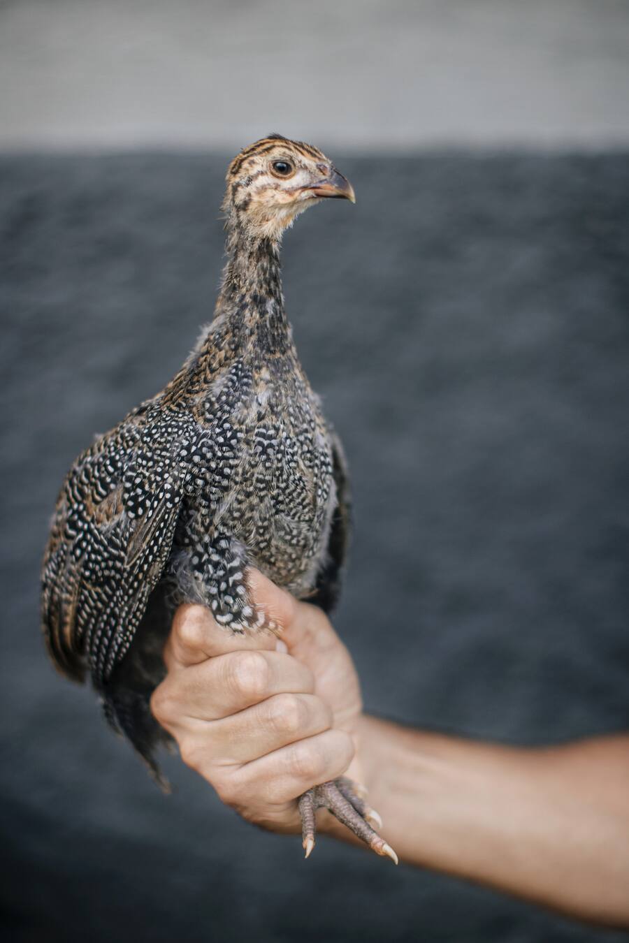 Stefan Beer Victoria Jungfrau Interlaken