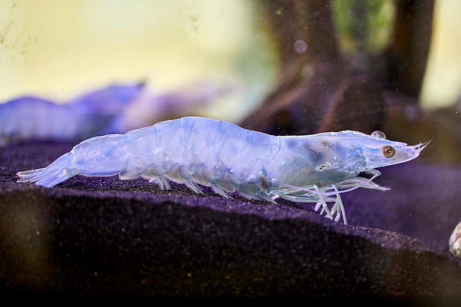 Shrimpfarm SwissShrimp AG, Salzweg 6CHâ4310 Rheinfelden AG, 12.05.2020, Foto Lucia Hunziker Swiss Shrimp, Rheinfelden © Lucia Hunziker