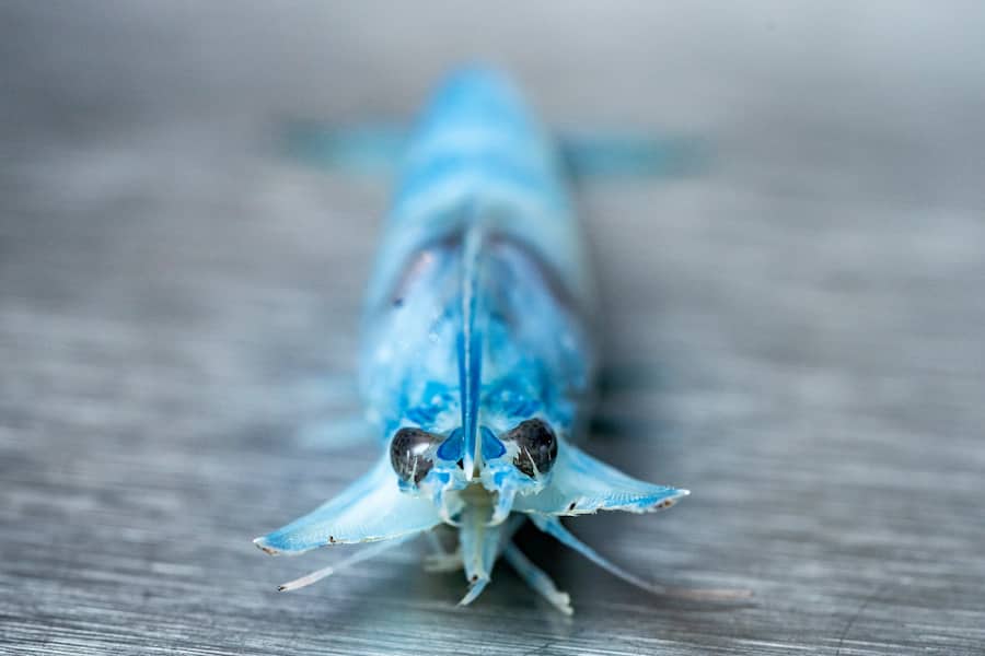 Tobias Buholzer, Restaurant Zur Rose, Rueschlikon, mit Swiss Shrimps