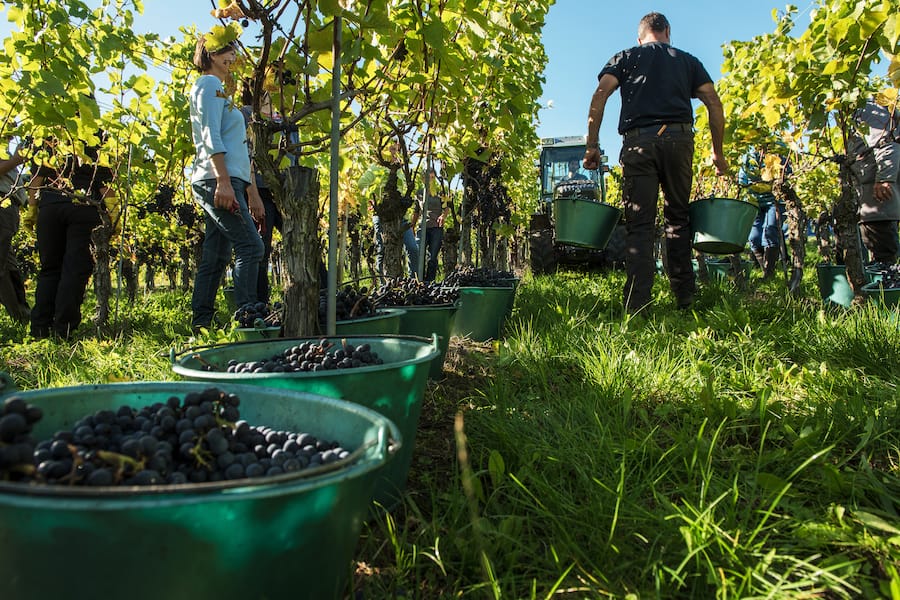 Swiss Wine Am Puls der Ernte: Winzer für einen Tag September 2021