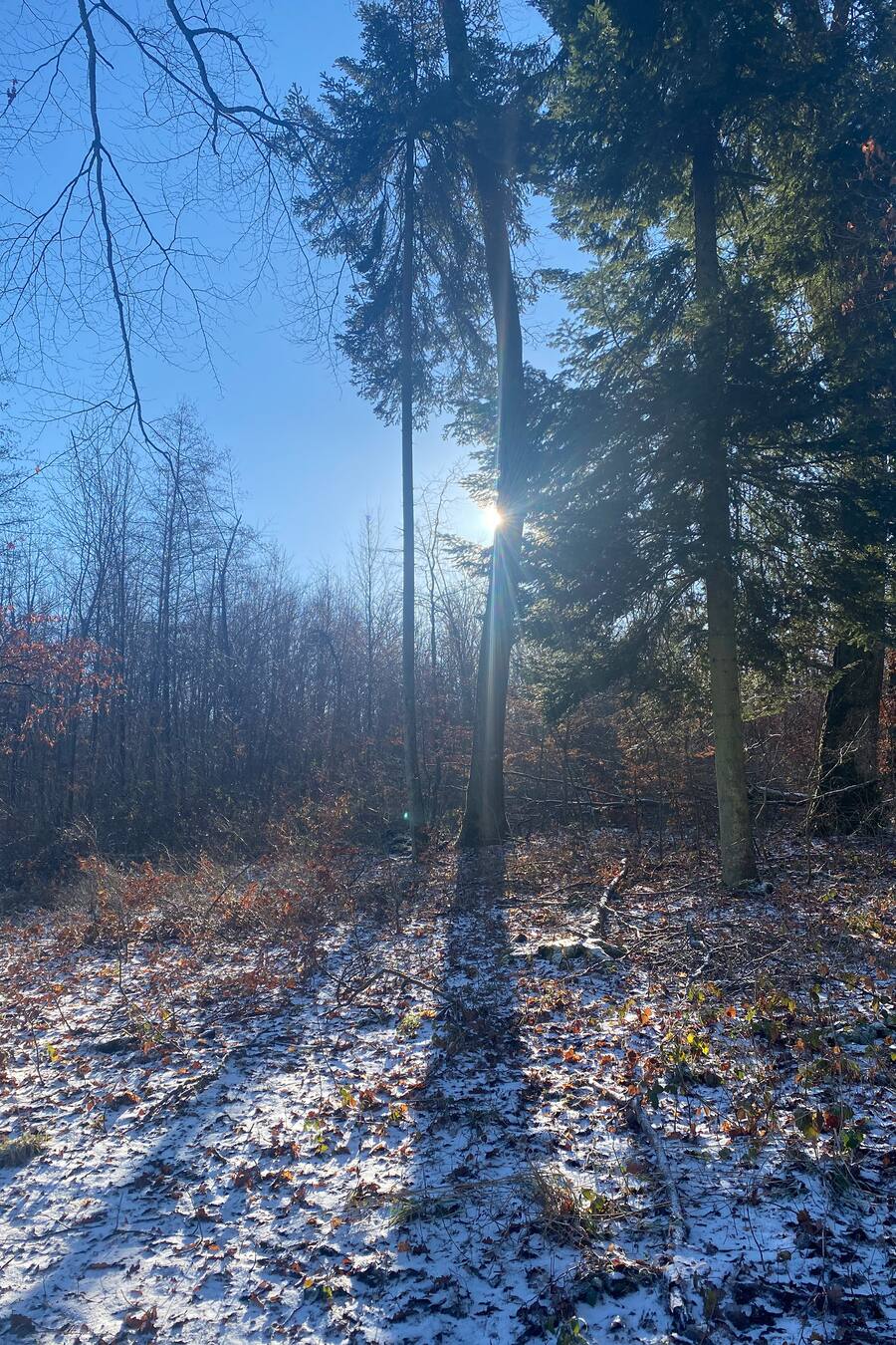 Tanja Waldspaziergang