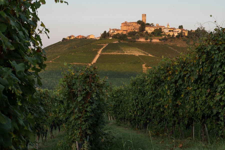 Im Nebbiolo Weinberg des Gutes, Blick auf Castiglione Falletto