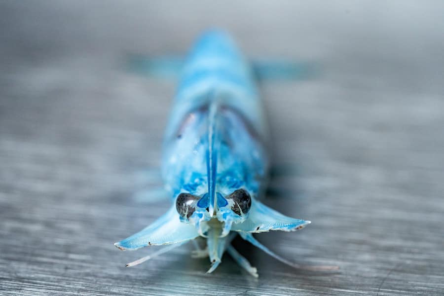 Tobias Buholzer, Restaurant Zur Rose, Rueschlikon, Swiss Shrimps, roh