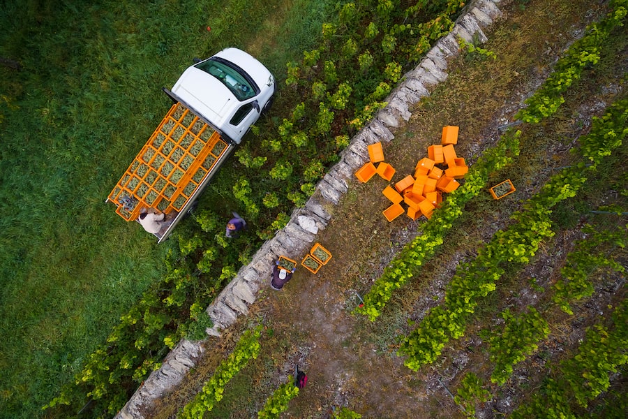Vendanges et lever de soleil sur le domaine de Tourbillon ce mercredi 26 septembre 2018 a Sion. (VFPIX.COM /Valentin Flauraud)