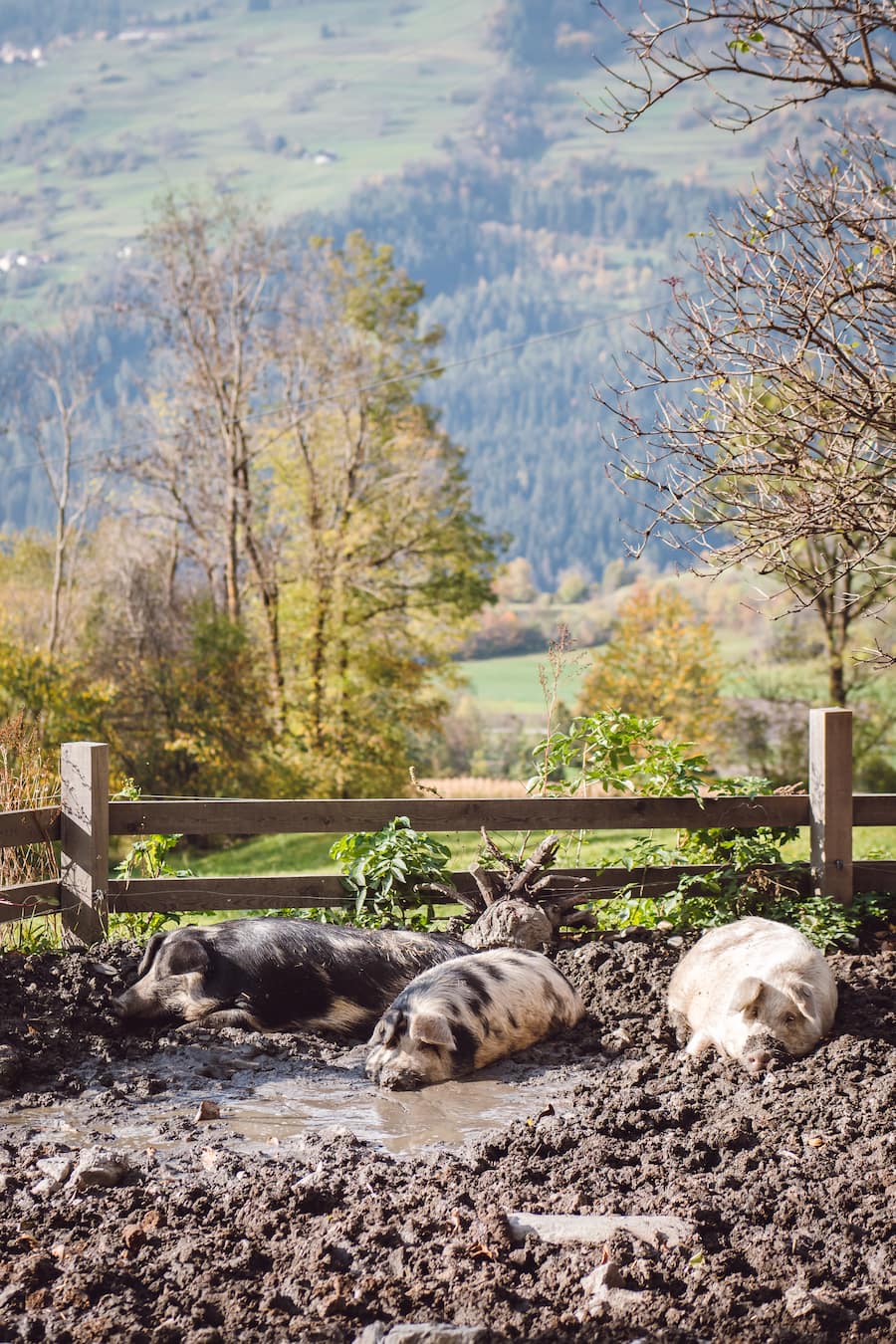 Turopoljeschweine - Zu Beschuch auf dem Bio Hof Dusch der Familie Blunier-Hanimann in Paspels - die Familie züchtet Rinder, Kälber, Schafe - Demeter Hof - Copyright Oivia Pulver