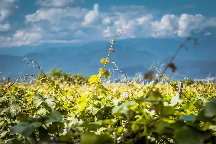 vins géorgiens