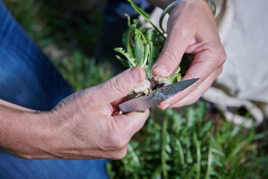 Bulle, la Pinte des Mossettes, le 1er avril 2021, Virginie Tinembart et son Mary Georgy, tenanciers du restaurant Paradiso a Bulle, nous présente son amour pour la cueillette lâail des ours et la dent de lion en ce moment ou la nature se réveille . © Sedrik Nemeth