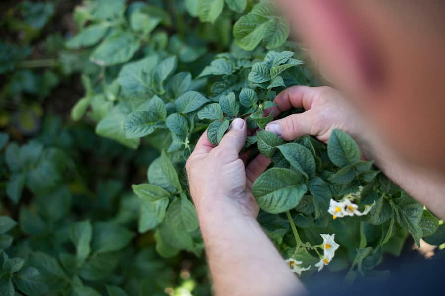 Vollmond Frites Kadi