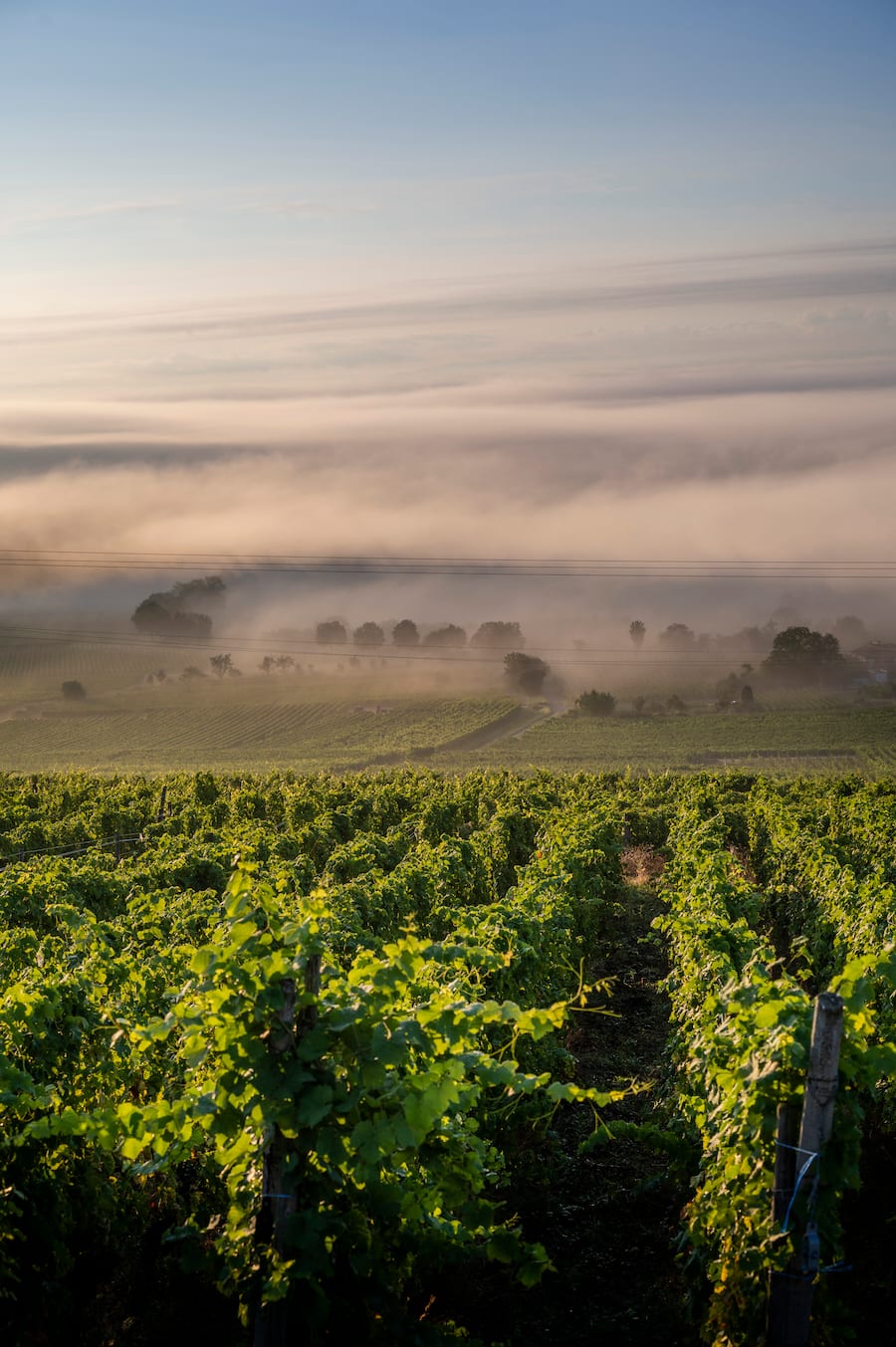 herbstlicher Morgennebel in den Weinbergen von Eguisheim