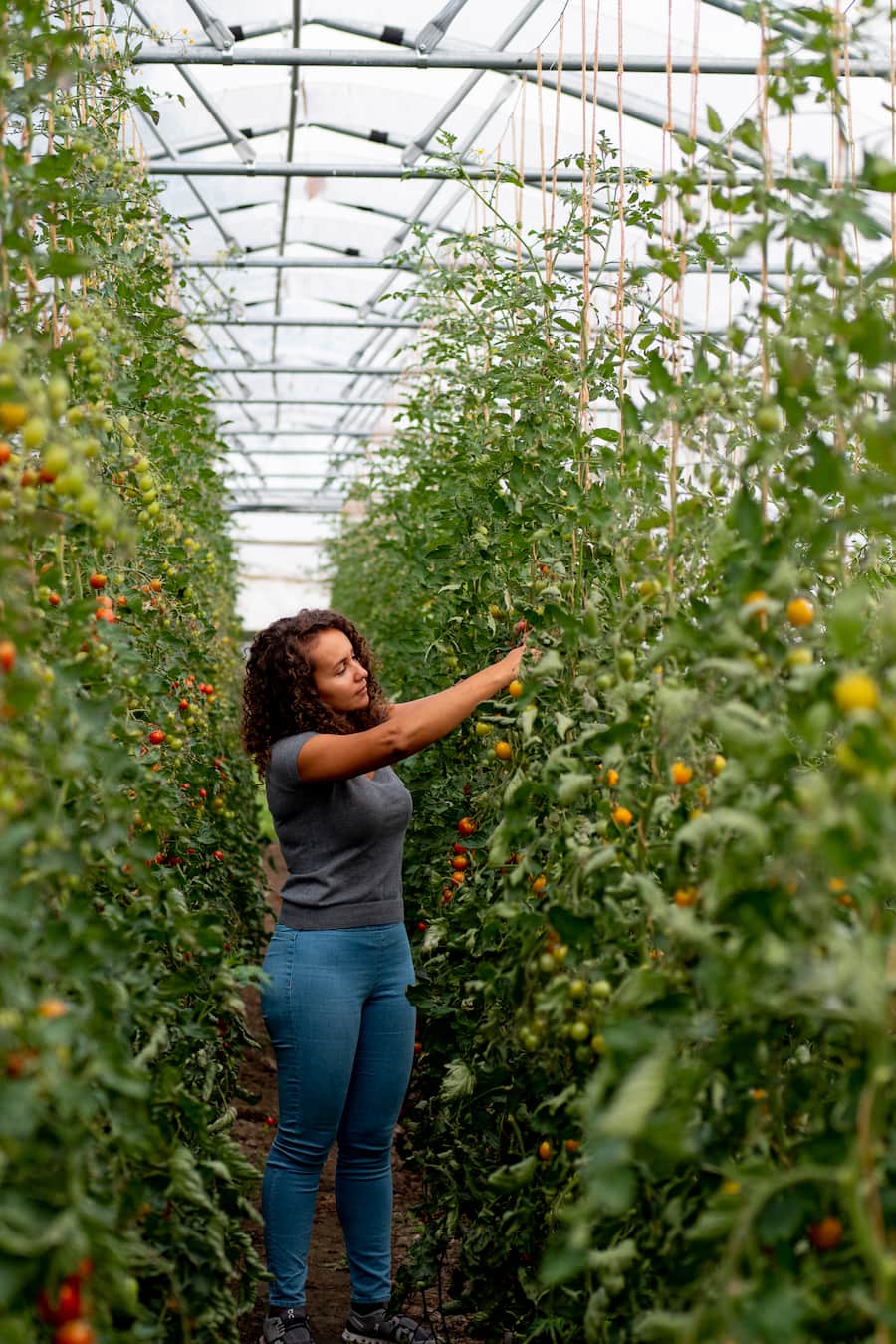Tomaten - Die vegane Köchin Zizi bestellt ihr Gemüse bei Sarah Heiligtag von Hof Narr, ein «Gnadenhof» für Tiere. Der Verein rettet Tiere und hilft anderen Bauern umzusatteln. Daneben wird Gemüse biologisch angebaut. - 24. August 2020 - Copyright Olivia Pulver